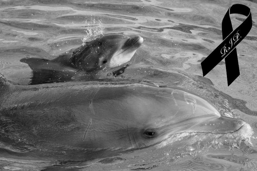 Save the Ocean, Jörn Kriebel, Wale, Orca, Beluga, Delfine, Delfinarium, Wale Gefangenschaft, Orca Gefangenschaft, Delfine Gefangenschaft, Empty The Tanks, Japan Taiji, Blackfish, Deflinarium Duisburg
