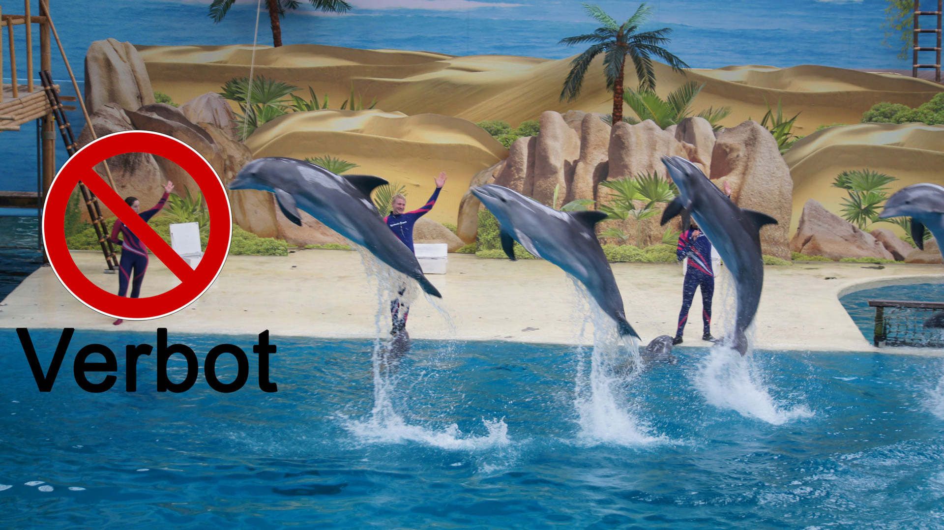 Save the Ocean Jörn Kriebel, Wal, Orca, Beluga, Delfine, Delfinarium, Gefangenschaft