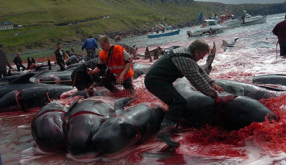 Save the Ocean, Jörn Kriebel, Save the Ocean, Färöer Inseln, Grind Wale Delfine, Delfine, Orca Wal, Beluga Wal, Blut, Abschaltungen, Mord, Dänemark, Sea Shepherd