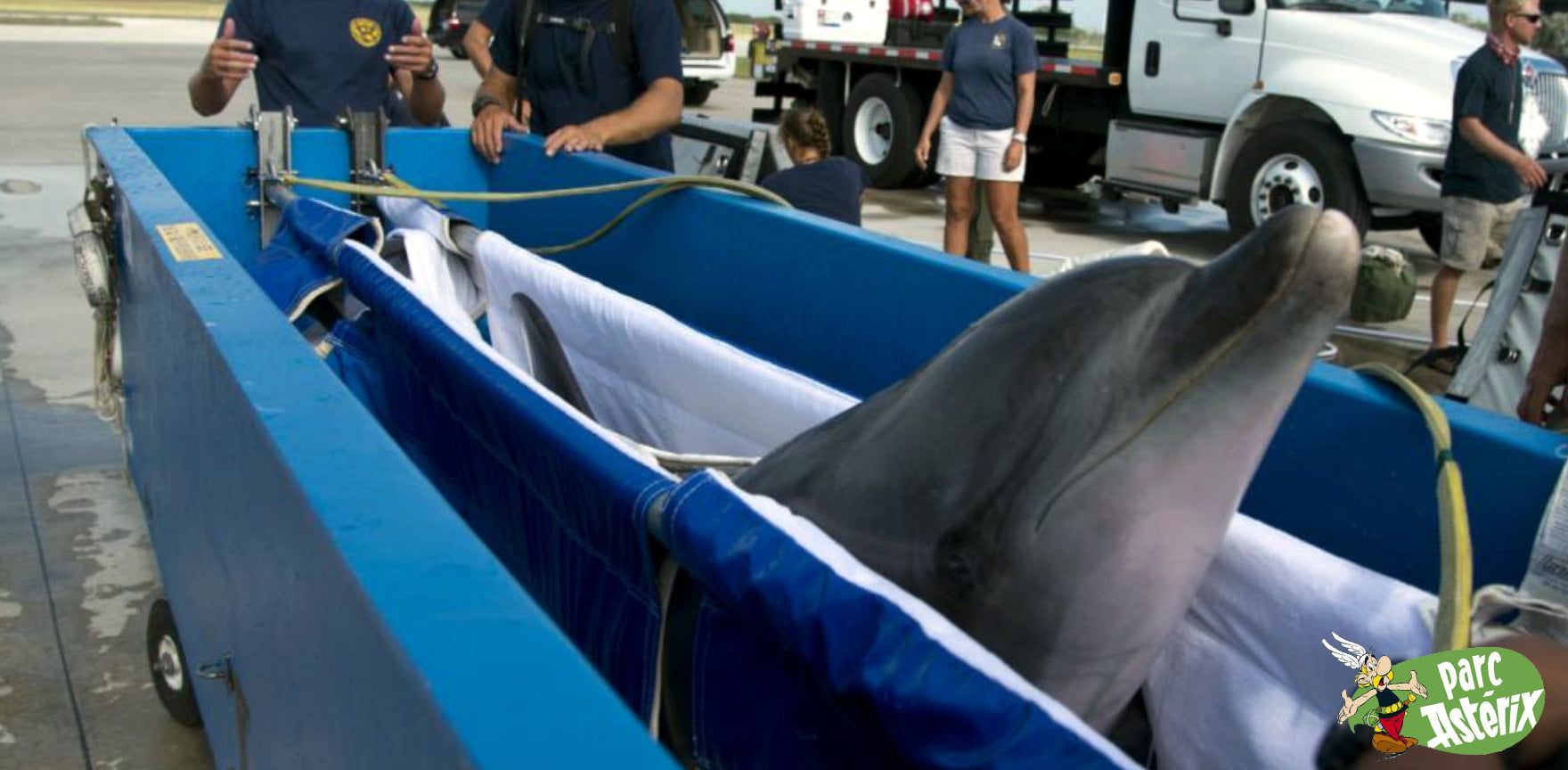 Save the Ocean, Jörn Kriebel, Wale, Orca, Beluga, Delfine, Delfinarium, Gefangenschaft, Wale Gefangenschaft, Orca Gefangenschaft, Delfine Gefangenschaft, Empty The Tanks, Dolphin Project, Ric Obarry, Blackfish, Captivity Whales & Dolphins, Asterix Parc