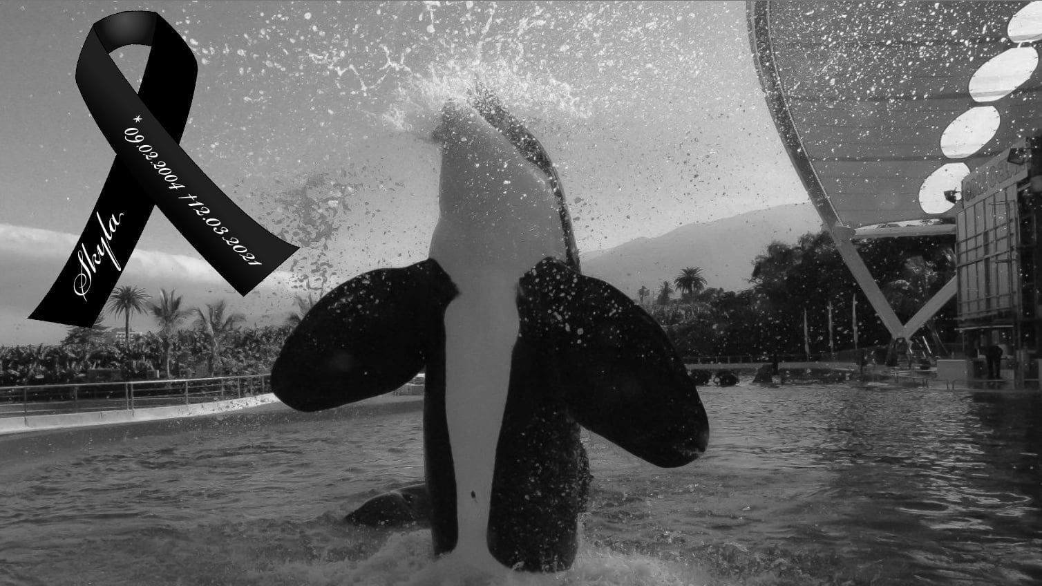 Save the Ocean, Jörn Kriebel, Wale, Orca, Beluga, Delfine, Delfinarium, Gefangenschaft, Wale Gefangenschaft, Orca Gefangenschaft, Delfine Gefangenschaft, Empty The Tanks, Dolphin Project, Ric Obarry, Blackfish, Captivity Whales & Dolphins, Orca Skyla