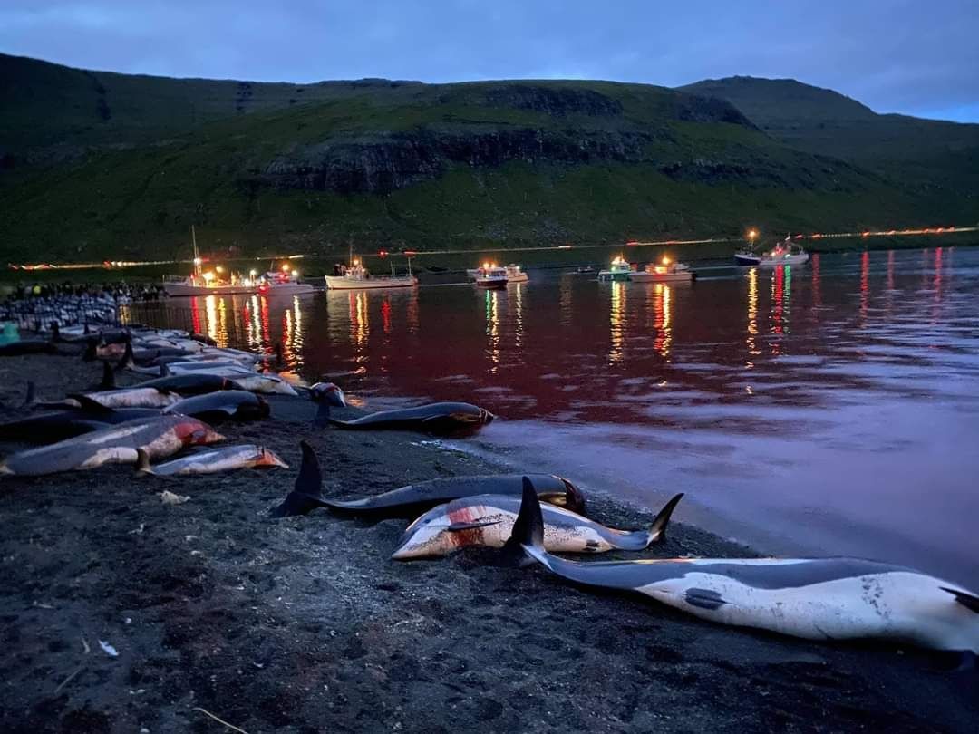 Save the Ocean, Jörn Kriebel, Save the Ocean, Färöer Inseln, Grind Wale Delfine, Delfine, Orca Wal, Beluga Wal, Blut, Abschaltungen, Mord, Dänemark, Sea Shepherd