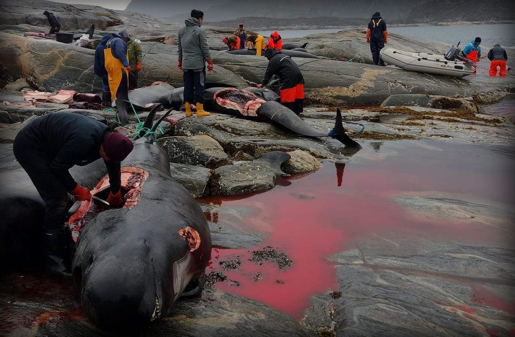 Save the Ocean, Jörn Kriebel, Save the Ocean, Faröer Inseln, Grind Wale Delfine, Delfine, Orca Wal, Beluga Wal, Blut, Abschaltungen, Mord, Dänemark, Waljagd, Kanada, Grönland, Eisbären, Waljagd Kanada, Waljagd Grönland, Orca, Orcas, Killerwale, Orca Jagt, Beluga Wale Jagt
