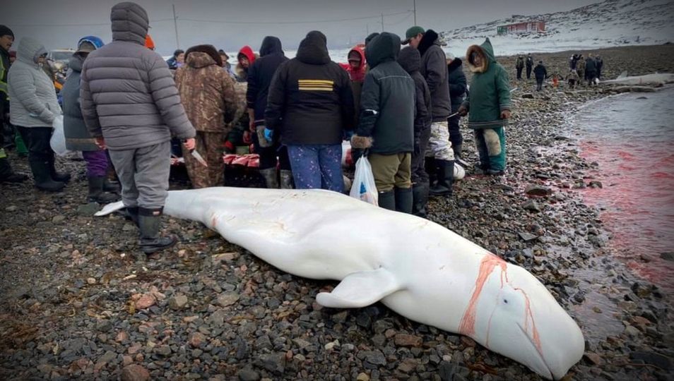Save the Ocean, Jörn Kriebel, Save the Ocean, Faröer Inseln, Grind Wale Delfine, Delfine, Orca Wal, Beluga Wal, Blut, Abschaltungen, Mord, Dänemark, Waljagd, Kanada, Grönland, Eisbären, Waljagd Kanada, Waljagd Grönland, Orca, Orcas, Killerwale, Orca Jagt, Beluga Wale Jagt