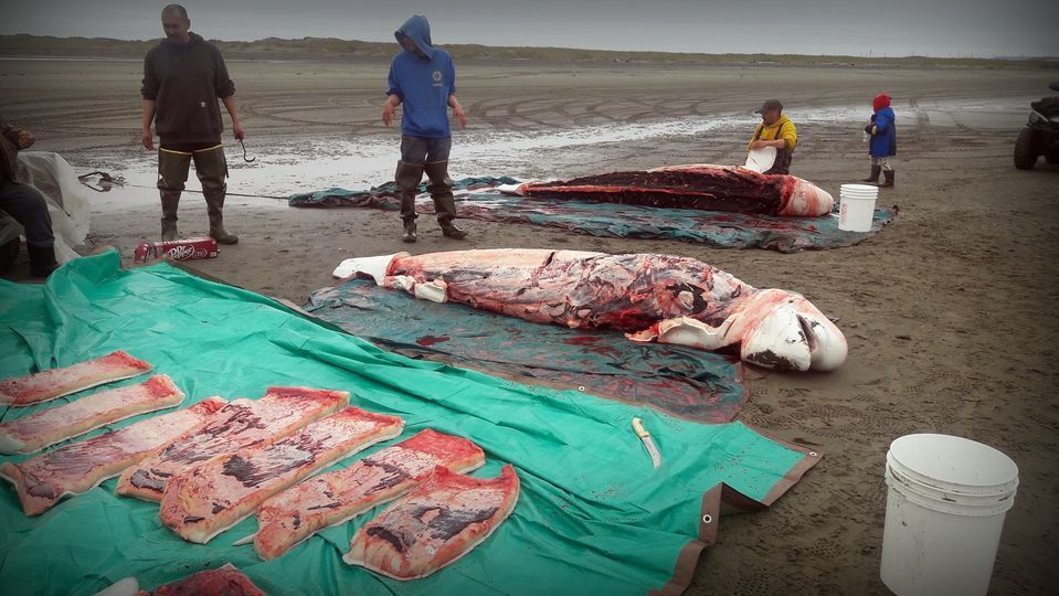 Save the Ocean, Jörn Kriebel, Save the Ocean, Faröer Inseln, Grind Wale Delfine, Delfine, Orca Wal, Beluga Wal, Blut, Abschaltungen, Mord, Dänemark, Waljagd, Kanada, Grönland, Eisbären, Waljagd Kanada, Waljagd Grönland, Orca, Orcas, Killerwale, Orca Jagt, Beluga Wale Jagt