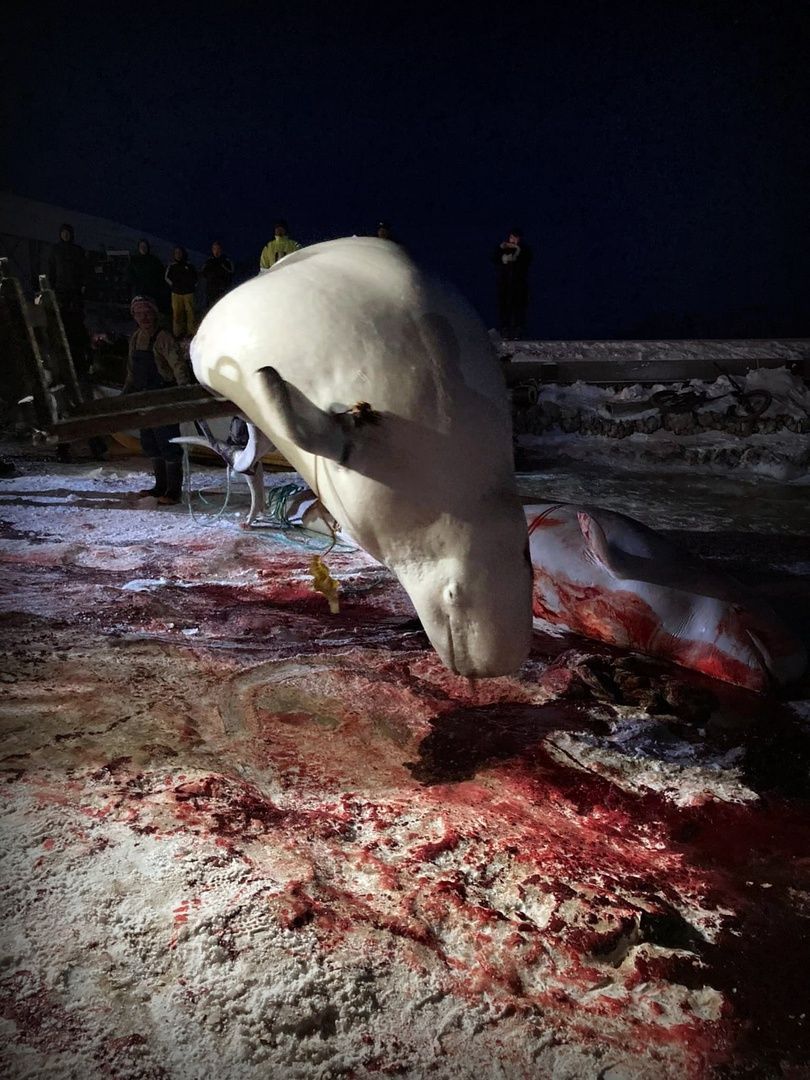 Save the Ocean, Jörn Kriebel, Save the Ocean, Faröer Inseln, Grind Wale Delfine, Delfine, Orca Wal, Beluga Wal, Blut, Abschaltungen, Mord, Dänemark, Waljagd, Kanada, Grönland, Eisbären, Waljagd Kanada, Waljagd Grönland, Orca, Orcas, Killerwale, Orca Jagt, Beluga Wale Jagt