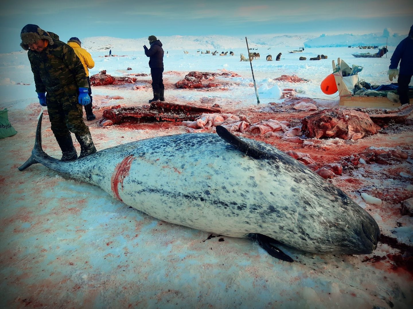 Save the Ocean, Jörn Kriebel, Save the Ocean, Faröer Inseln, Grind Wale Delfine, Delfine, Orca Wal, Beluga Wal, Blut, Abschaltungen, Mord, Dänemark, Waljagd, Kanada, Grönland, Eisbären, Waljagd Kanada, Waljagd Grönland, Orca, Orcas, Killerwale, Orca Jagt, Beluga Wale Jagt