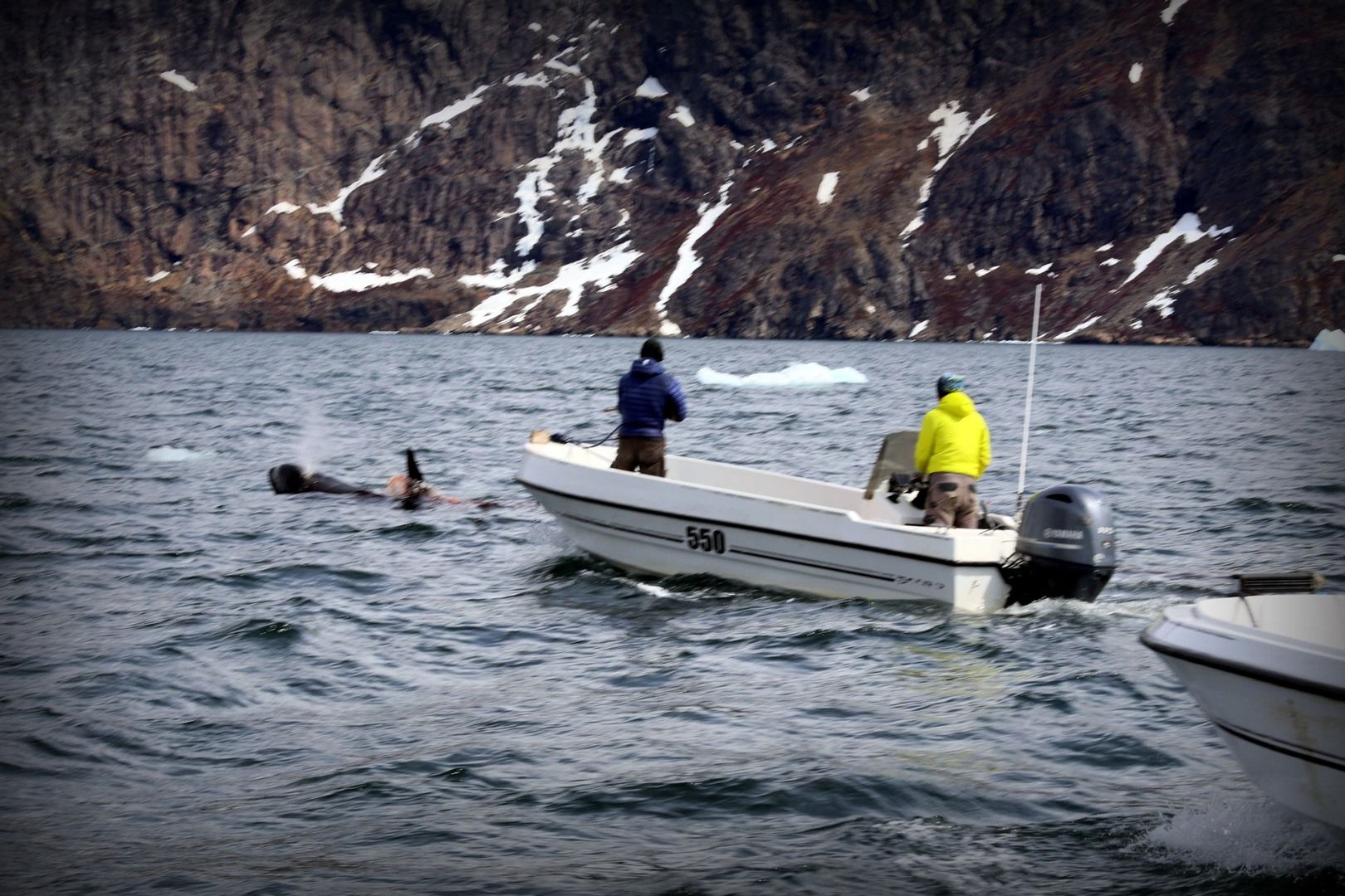 Save the Ocean, Jörn Kriebel, Save the Ocean, Faröer Inseln, Grind Wale Delfine, Delfine, Orca Wal, Beluga Wal, Blut, Abschaltungen, Mord, Dänemark, Waljagd, Kanada, Grönland, Eisbären, Waljagd Kanada, Waljagd Grönland, Orca, Orcas, Killerwale, Orca Jagt, Beluga Wale Jagt