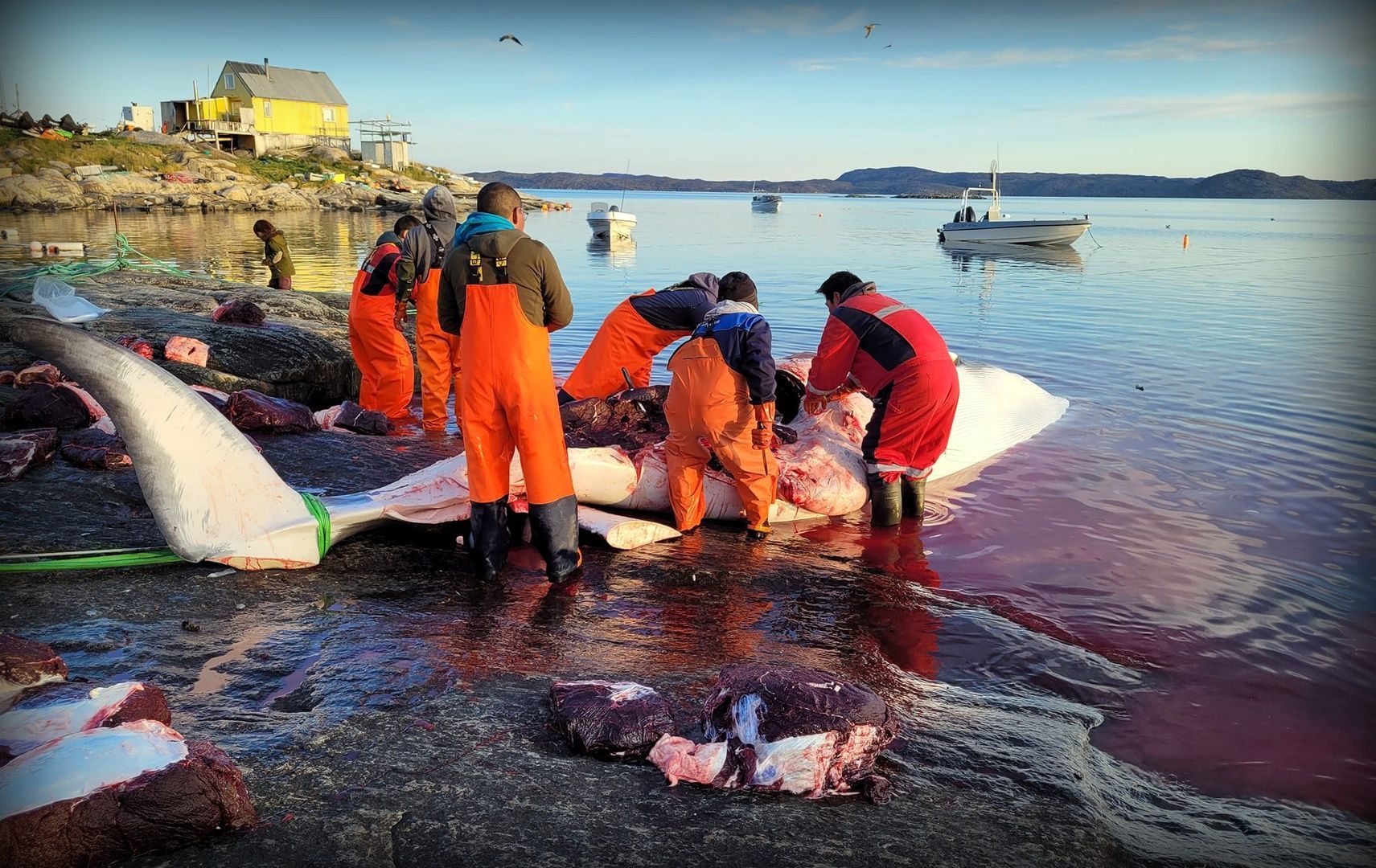 Save the Ocean, Jörn Kriebel, Save the Ocean, Faröer Inseln, Grind Wale Delfine, Delfine, Orca Wal, Beluga Wal, Blut, Abschaltungen, Mord, Dänemark, Waljagd, Kanada, Grönland, Eisbären, Waljagd Kanada, Waljagd Grönland, Orca, Orcas, Killerwale, Orca Jagt, Beluga Wale Jagt