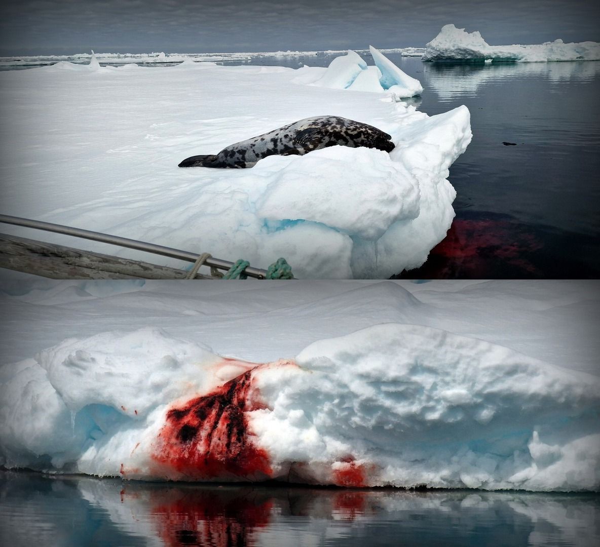 Save the Ocean, Jörn Kriebel, Save the Ocean, Faröer Inseln, Grind Wale Delfine, Delfine, Orca Wal, Beluga Wal, Blut, Abschaltungen, Mord, Dänemark, Waljagd, Kanada, Grönland, Eisbären, Waljagd Kanada, Waljagd Grönland, Orca, Orcas, Killerwale, Orca Jagt, Beluga Wale Jagt