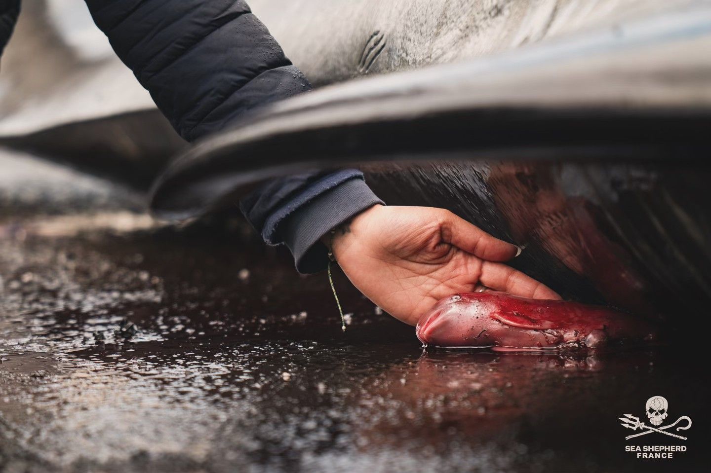 Save the Ocean, Jörn Kriebel, Save the Ocean, Färöer Inseln, Grind Wale Delfine, Delfine, Orca Wal, Beluga Wal, Blut, Abschaltungen, Mord, Dänemark, Sea Shepherd