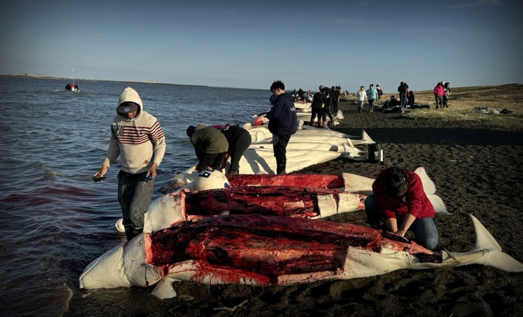Save the Ocean, Jörn Kriebel, Save the Ocean, Faröer Inseln, Grind Wale Delfine, Delfine, Orca Wal, Beluga Wal, Blut, Abschaltungen, Mord, Dänemark, Waljagd, Kanada, Grönland, Eisbären, Waljagd Kanada, Waljagd Grönland, Orca, Orcas, Killerwale, Orca Jagt, Beluga Wale Jagt