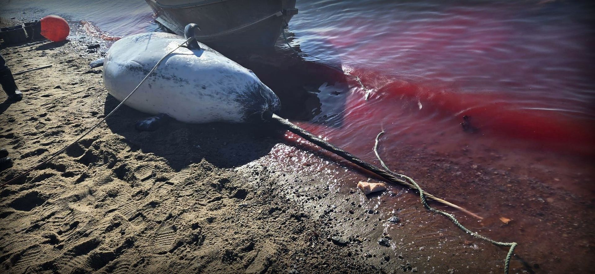 Save the Ocean, Jörn Kriebel, Save the Ocean, Faröer Inseln, Grind Wale Delfine, Delfine, Orca Wal, Beluga Wal, Blut, Abschaltungen, Mord, Dänemark, Waljagd, Kanada, Grönland, Eisbären, Waljagd Kanada, Waljagd Grönland, Orca, Orcas, Killerwale, Orca Jagt, Beluga Wale Jagt