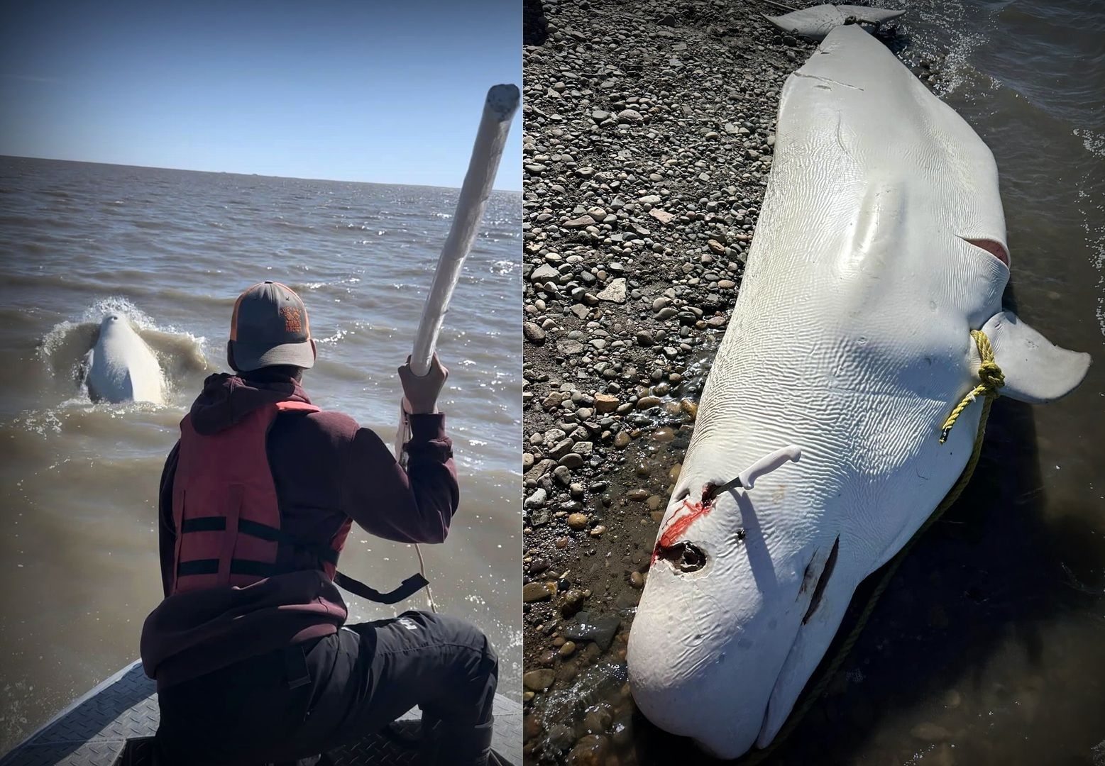 Save the Ocean, Jörn Kriebel, Save the Ocean, Faröer Inseln, Grind Wale Delfine, Delfine, Orca Wal, Beluga Wal, Blut, Abschaltungen, Mord, Dänemark, Waljagd, Kanada, Grönland, Eisbären, Waljagd Kanada, Waljagd Grönland, Orca, Orcas, Killerwale, Orca Jagt, Beluga Wale Jagt