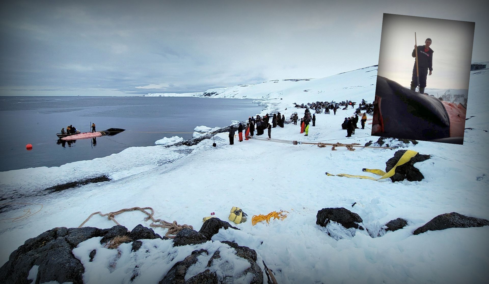 Save the Ocean, Jörn Kriebel, Save the Ocean, Faröer Inseln, Grind Wale Delfine, Delfine, Orca Wal, Beluga Wal, Blut, Abschaltungen, Mord, Dänemark, Waljagd, Kanada, Grönland, Eisbären, Waljagd Kanada, Waljagd Grönland, Orca, Orcas, Killerwale, Orca Jagt, Beluga Wale Jagt