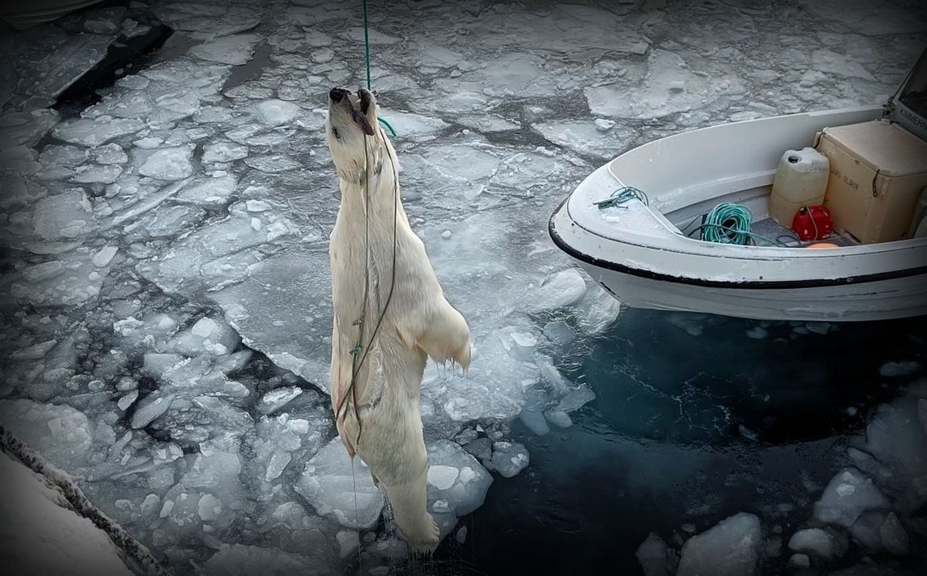 Save the Ocean, Jörn Kriebel, Save the Ocean, Faröer Inseln, Grind Wale Delfine, Delfine, Orca Wal, Beluga Wal, Blut, Abschaltungen, Mord, Dänemark, Waljagd, Kanada, Grönland, Eisbären, Waljagd Kanada, Waljagd Grönland, Orca, Orcas, Killerwale, Orca Jagt, Beluga Wale Jagt