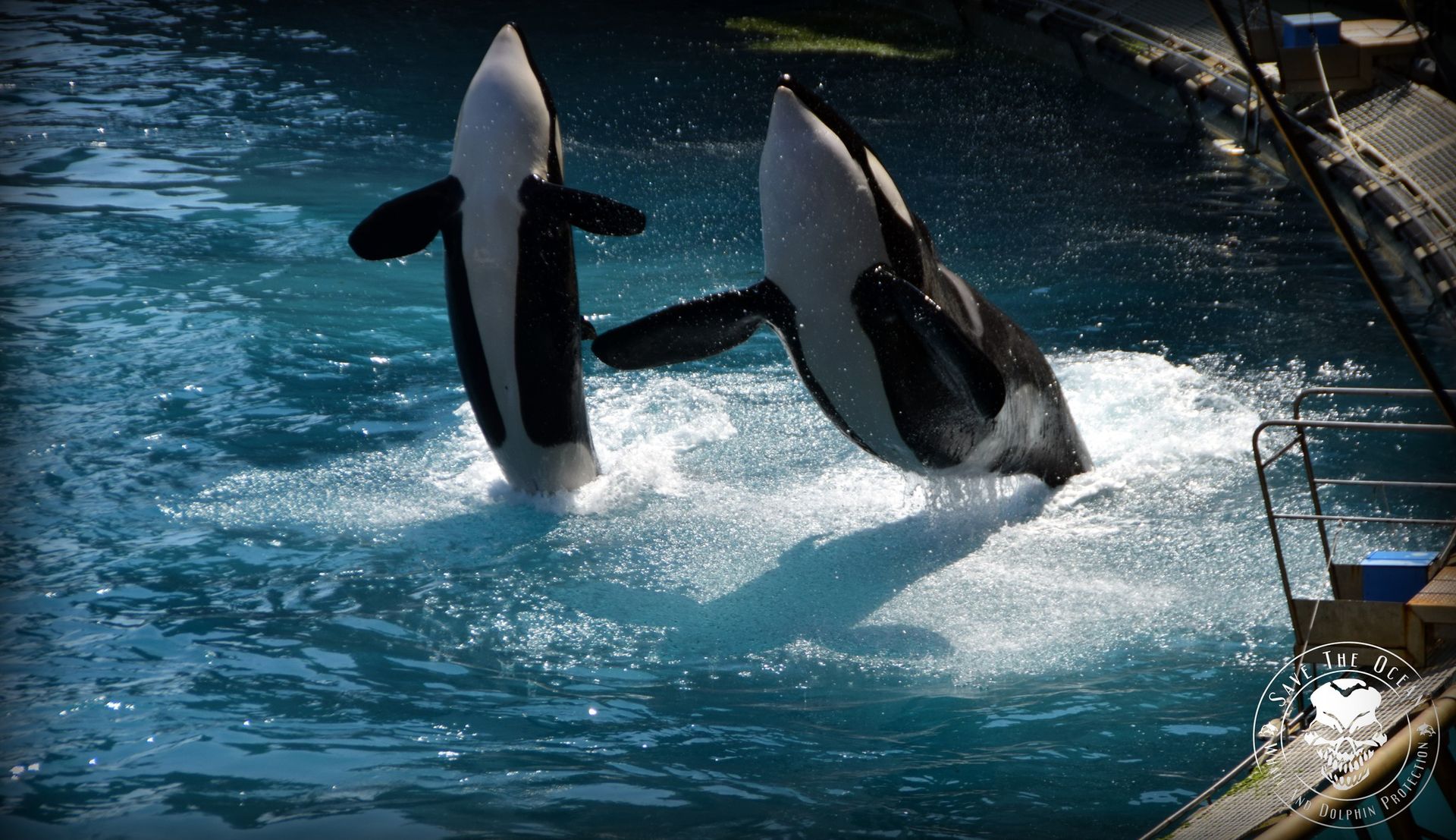 Save the Ocean, Jörn Kriebel, Marineland, Orca Show, Deline Show Delfinarium, Aktivisten, Tierschutz, Tierschutz Aktivist