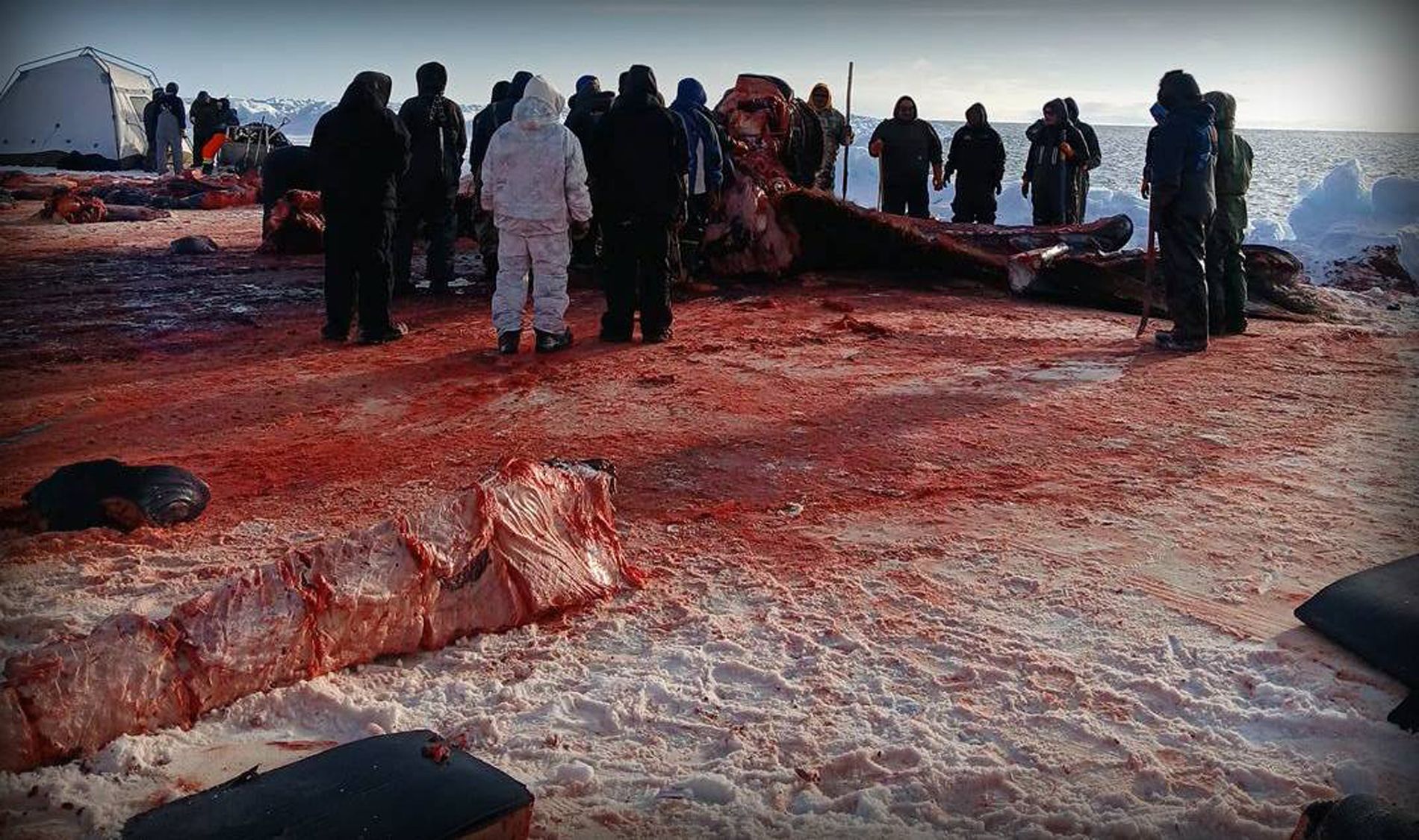 Save the Ocean, Jörn Kriebel, Save the Ocean, Faröer Inseln, Grind Wale Delfine, Delfine, Orca Wal, Beluga Wal, Blut, Abschaltungen, Mord, Dänemark, Waljagd, Kanada, Grönland, Eisbären, Waljagd Kanada, Waljagd Grönland, Orca, Orcas, Killerwale, Orca Jagt, Beluga Wale Jagt