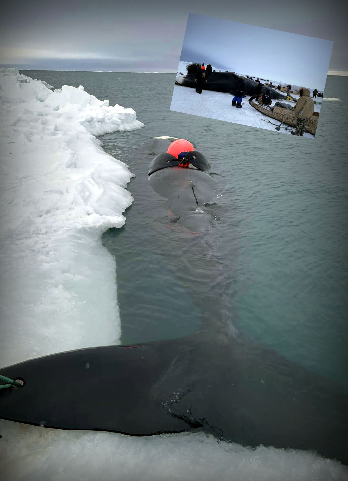 Save the Ocean, Jörn Kriebel, Save the Ocean, Faröer Inseln, Grind Wale Delfine, Delfine, Orca Wal, Beluga Wal, Blut, Abschaltungen, Mord, Dänemark, Waljagd, Kanada, Grönland, Eisbären, Waljagd Kanada, Waljagd Grönland, Orca, Orcas, Killerwale, Orca Jagt, Beluga Wale Jagt
