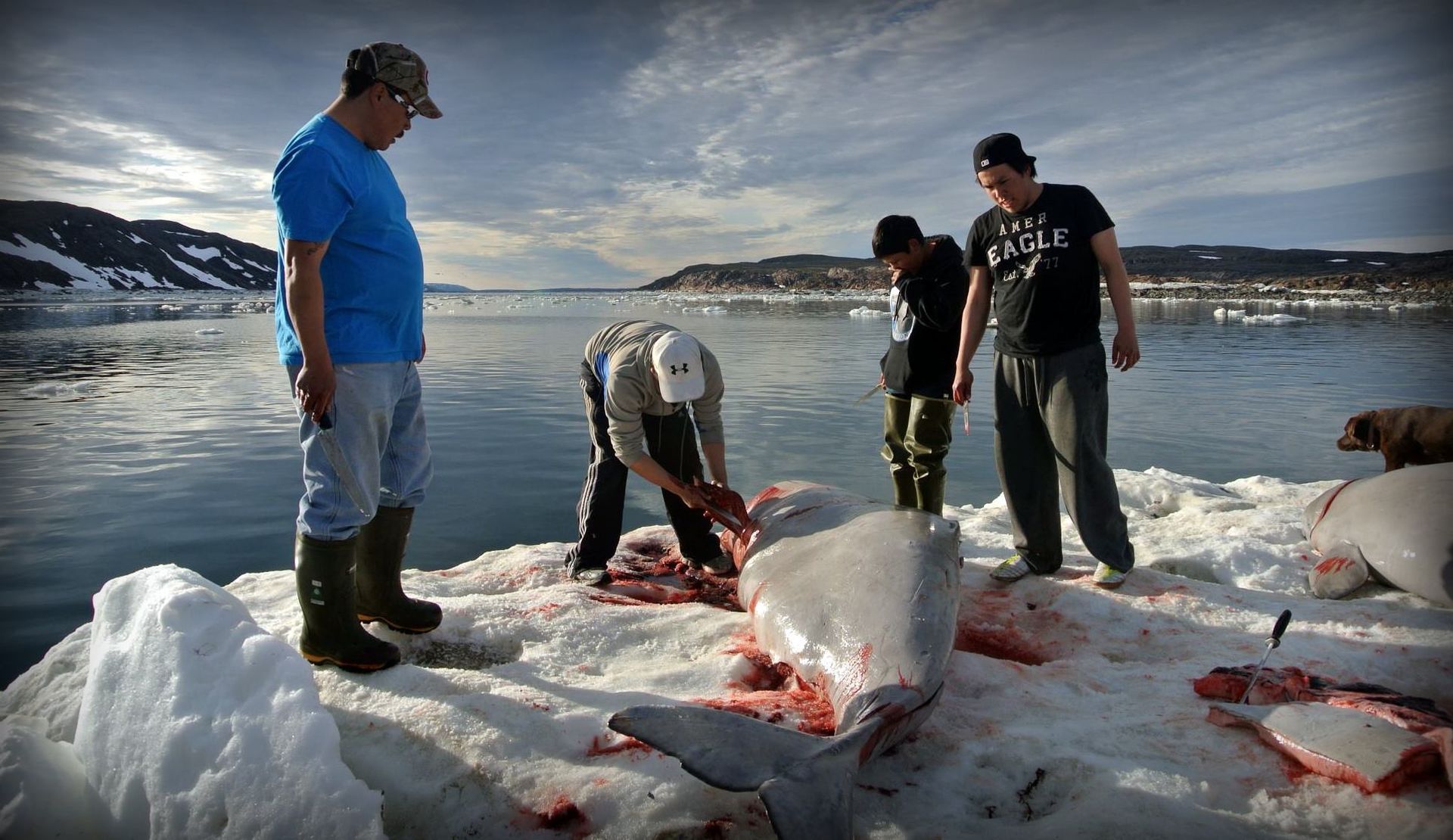 Save the Ocean, Jörn Kriebel, Save the Ocean, Faröer Inseln, Grind Wale Delfine, Delfine, Orca Wal, Beluga Wal, Blut, Abschaltungen, Mord, Dänemark, Waljagd, Kanada, Grönland, Eisbären, Waljagd Kanada, Waljagd Grönland, Orca, Orcas, Killerwale, Orca Jagt, Beluga Wale Jagtve