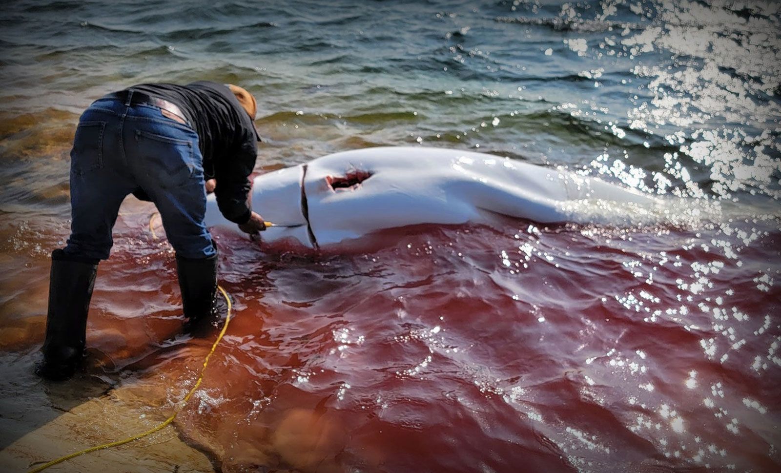 Save the Ocean, Jörn Kriebel, Save the Ocean, Faröer Inseln, Grind Wale Delfine, Delfine, Orca Wal, Beluga Wal, Blut, Abschaltungen, Mord, Dänemark, Waljagd, Kanada, Grönland, Eisbären, Waljagd Kanada, Waljagd Grönland, Orca, Orcas, Killerwale, Orca Jagt, Beluga Wale Jagtve