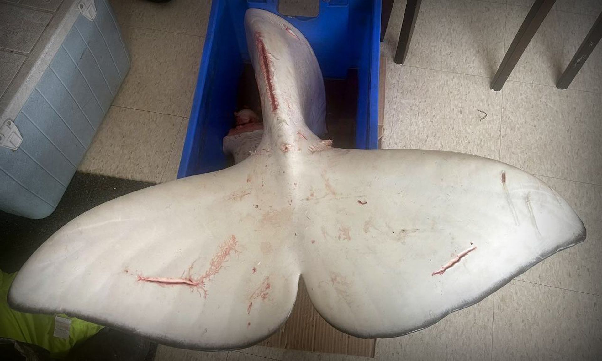 Save the Ocean, Jörn Kriebel, Save the Ocean, Faröer Inseln, Grind Wale Delfine, Delfine, Orca Wal, Beluga Wal, Blut, Abschaltungen, Mord, Dänemark, Waljagd, Kanada, Grönland, Eisbären, Waljagd Kanada, Waljagd Grönland, Orca, Orcas, Killerwale, Orca Jagt, Beluga Wale Jagtve
