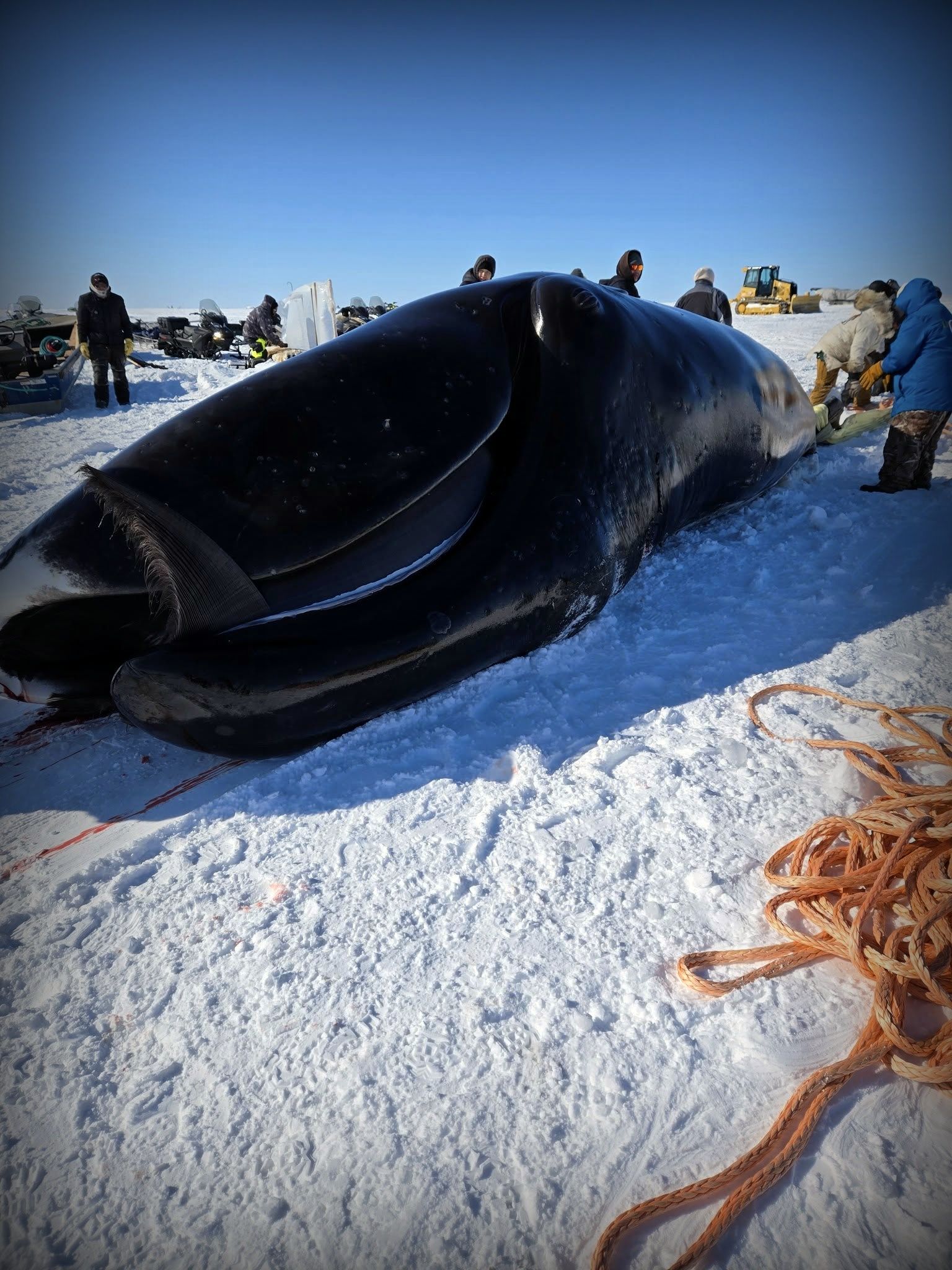 Save the Ocean, Jörn Kriebel, Save the Ocean, Faröer Inseln, Grind Wale Delfine, Delfine, Orca Wal, Beluga Wal, Blut, Abschaltungen, Mord, Dänemark, Waljagd, Kanada, Grönland, Eisbären, Waljagd Kanada, Waljagd Grönland, Orca, Orcas, Killerwale, Orca Jagt, Beluga Wale Jagtve