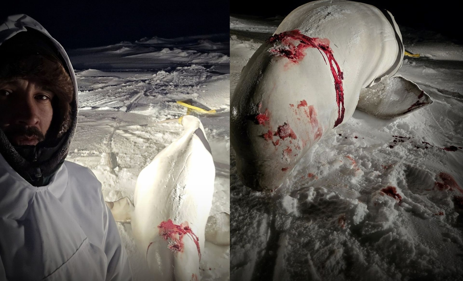 Save the Ocean, Jörn Kriebel, Save the Ocean, Faröer Inseln, Grind Wale Delfine, Delfine, Orca Wal, Beluga Wal, Blut, Abschaltungen, Mord, Dänemark, Waljagd, Kanada, Grönland, Eisbären, Waljagd Kanada, Waljagd Grönland, Orca, Orcas, Killerwale, Orca Jagt, Beluga Wale Jagtve