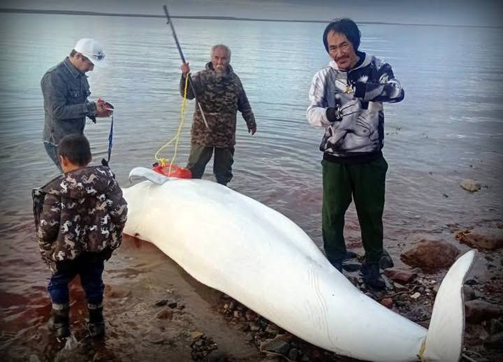 Save the Ocean, Jörn Kriebel, Save the Ocean, Faröer Inseln, Grind Wale Delfine, Delfine, Orca Wal, Beluga Wal, Blut, Abschaltungen, Mord, Dänemark, Waljagd, Kanada, Grönland, Eisbären, Waljagd Kanada, Waljagd Grönland, Orca, Orcas, Killerwale, Orca Jagt, Beluga Wale Jagtve