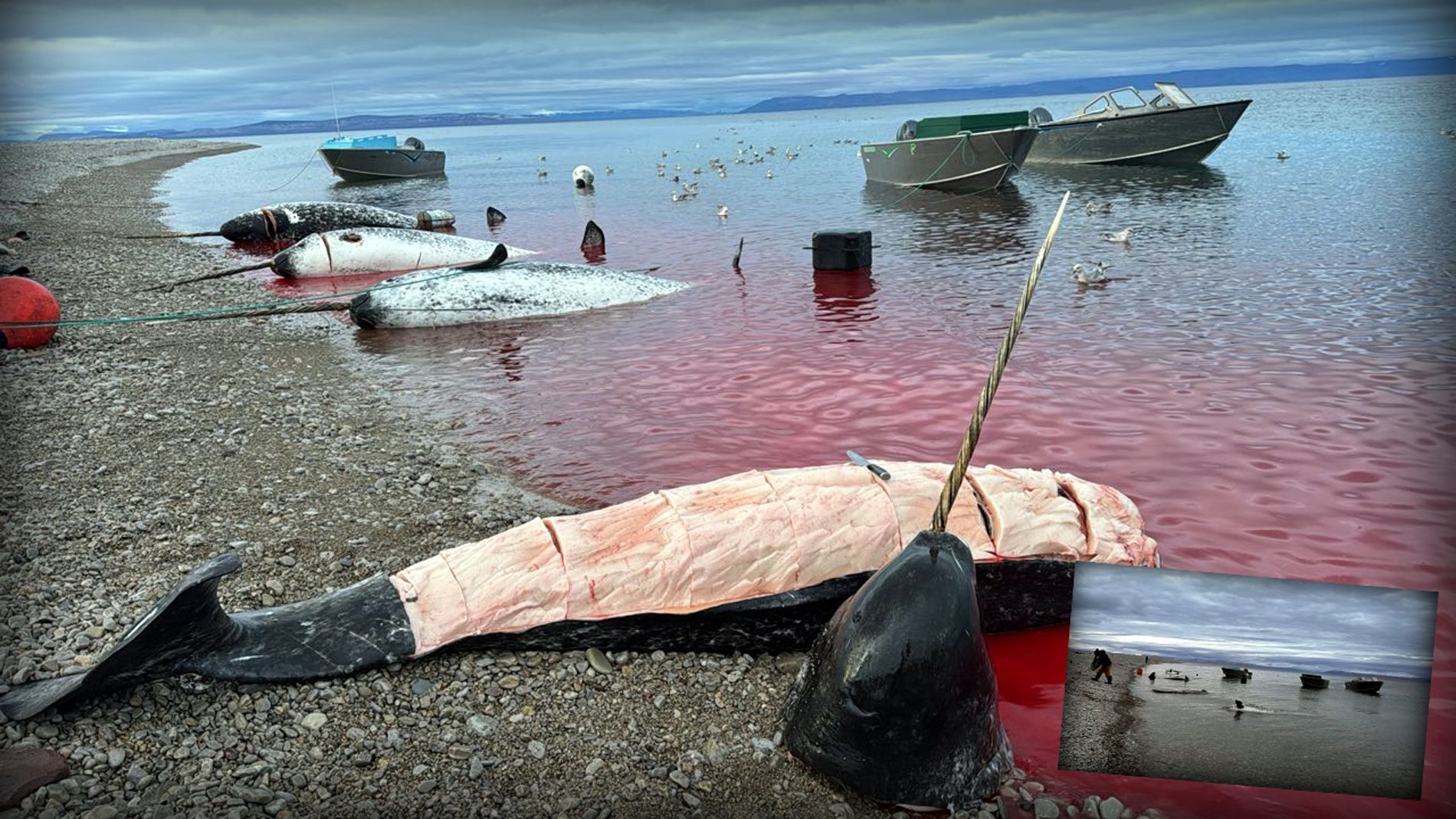 Save the Ocean, Jörn Kriebel, Save the Ocean, Faröer Inseln, Grind Wale Delfine, Delfine, Orca Wal, Beluga Wal, Blut, Abschaltungen, Mord, Dänemark, Waljagd, Kanada, Grönland, Eisbären, Waljagd Kanada, Waljagd Grönland, Orca, Orcas, Killerwale, Orca Jagt, Beluga Wale Jagtve