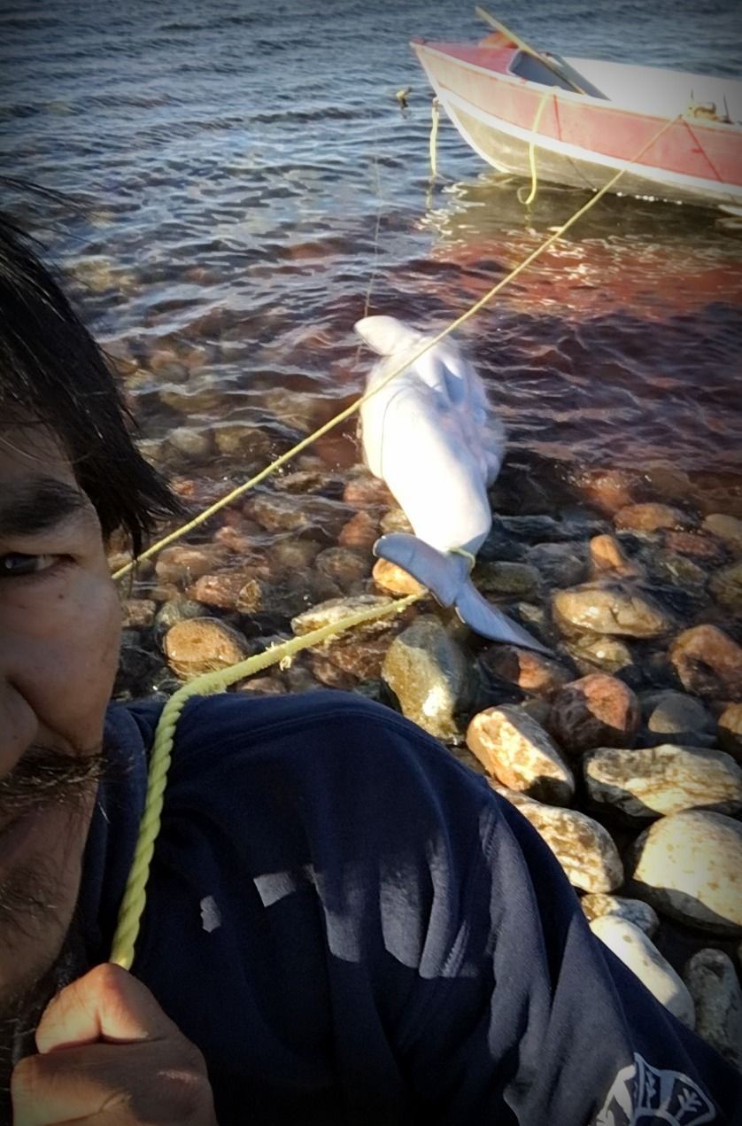 Save the Ocean, Jörn Kriebel, Save the Ocean, Faröer Inseln, Grind Wale Delfine, Delfine, Orca Wal, Beluga Wal, Blut, Abschaltungen, Mord, Dänemark, Waljagd, Kanada, Grönland, Eisbären, Waljagd Kanada, Waljagd Grönland, Orca, Orcas, Killerwale, Orca Jagt, Beluga Wale Jagtve