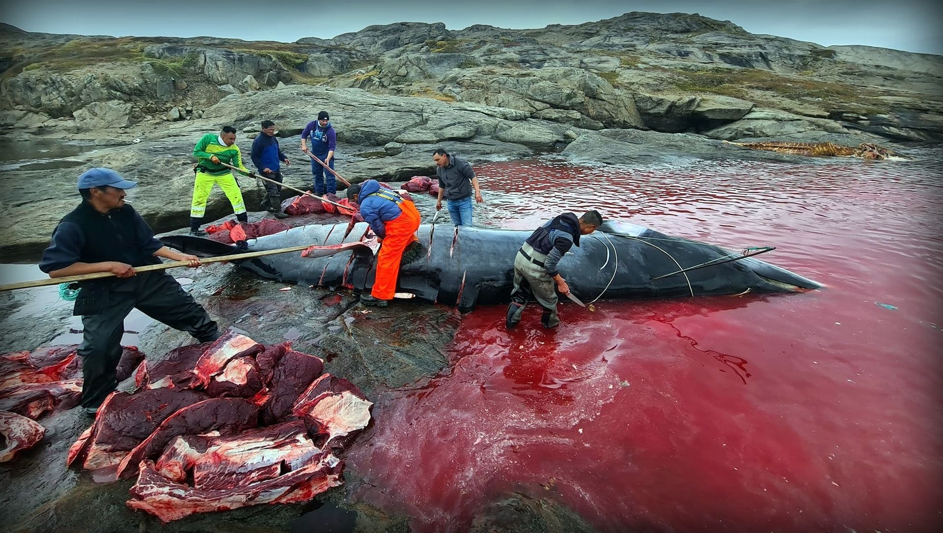 Save the Ocean, Jörn Kriebel, Save the Ocean, Faröer Inseln, Grind Wale Delfine, Delfine, Orca Wal, Beluga Wal, Blut, Abschaltungen, Mord, Dänemark, Waljagd, Kanada, Grönland, Eisbären, Waljagd Kanada, Waljagd Grönland, Orca, Orcas, Killerwale, Orca Jagt, Beluga Wale Jagtve