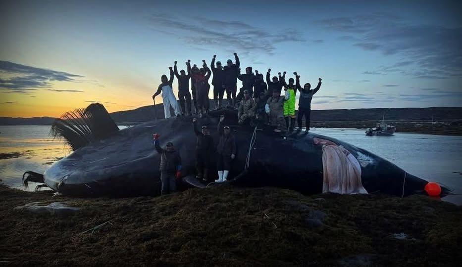 Save the Ocean, Jörn Kriebel, Save the Ocean, Faröer Inseln, Grind Wale Delfine, Delfine, Orca Wal, Beluga Wal, Blut, Abschaltungen, Mord, Dänemark, Waljagd, Kanada, Grönland, Eisbären, Waljagd Kanada, Waljagd Grönland, Orca, Orcas, Killerwale, Orca Jagt, Beluga Wale Jagtve