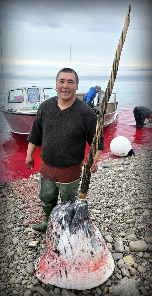 Save the Ocean, Jörn Kriebel, Save the Ocean, Faröer Inseln, Grind Wale Delfine, Delfine, Orca Wal, Beluga Wal, Blut, Abschaltungen, Mord, Dänemark, Waljagd, Kanada, Grönland, Eisbären, Waljagd Kanada, Waljagd Grönland, Orca, Orcas, Killerwale, Orca Jagt, Beluga Wale Jagtve