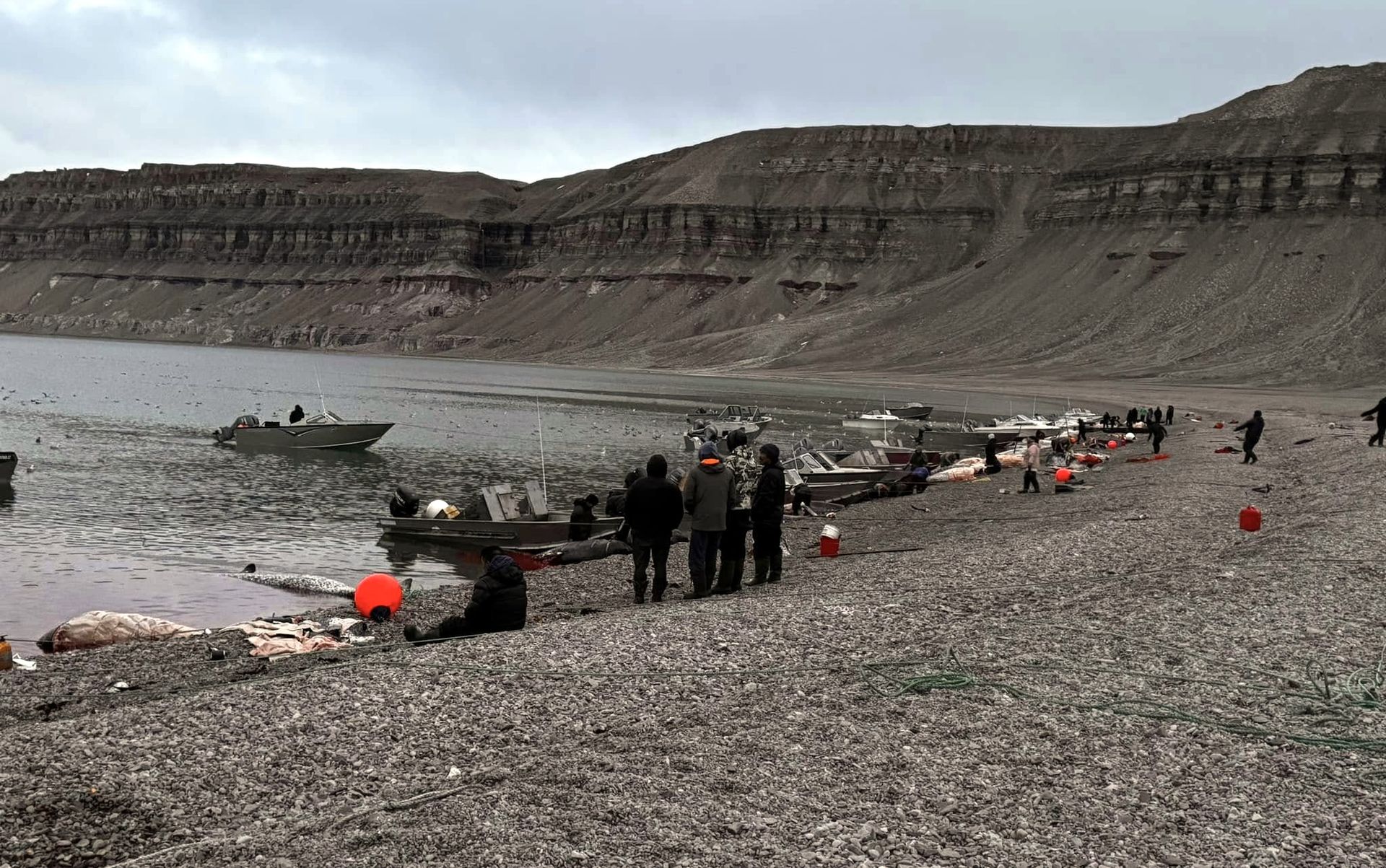 Save the Ocean, Jörn Kriebel, Save the Ocean, Faröer Inseln, Grind Wale Delfine, Delfine, Orca Wal, Beluga Wal, Blut, Abschaltungen, Mord, Dänemark, Waljagd, Kanada, Grönland, Eisbären, Waljagd Kanada, Waljagd Grönland, Orca, Orcas, Killerwale, Orca Jagt, Beluga Wale Jagtve