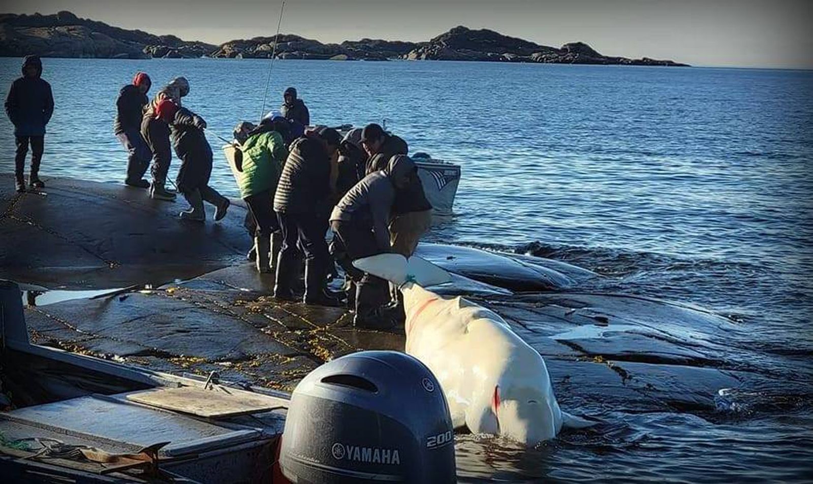 Save the Ocean, Jörn Kriebel, Save the Ocean, Faröer Inseln, Grind Wale Delfine, Delfine, Orca Wal, Beluga Wal, Blut, Abschaltungen, Mord, Dänemark, Waljagd, Kanada, Grönland, Eisbären, Waljagd Kanada, Waljagd Grönland, Orca, Orcas, Killerwale, Orca Jagt, Beluga Wale Jagtve
