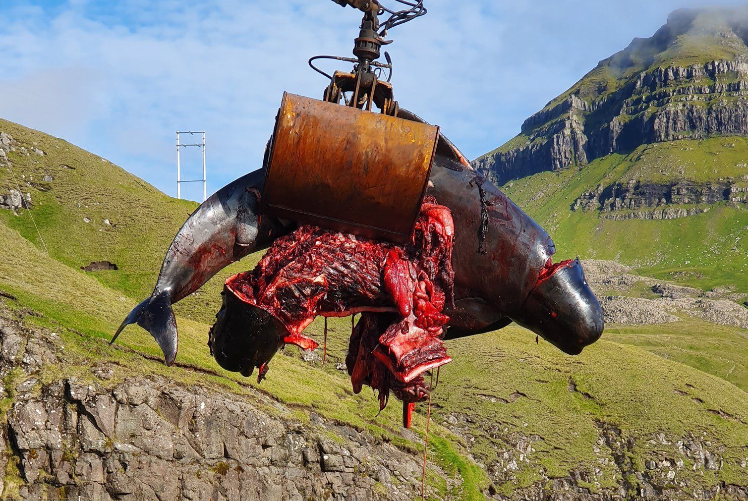 Save the Ocean, Jörn Kriebel, Save the Ocean, Färöer Inseln, Grind Wale Delfine, Delfine, Orca Wal, Beluga Wal, Blut, Abschaltungen, Mord, Dänemark, Sea Shepherd
