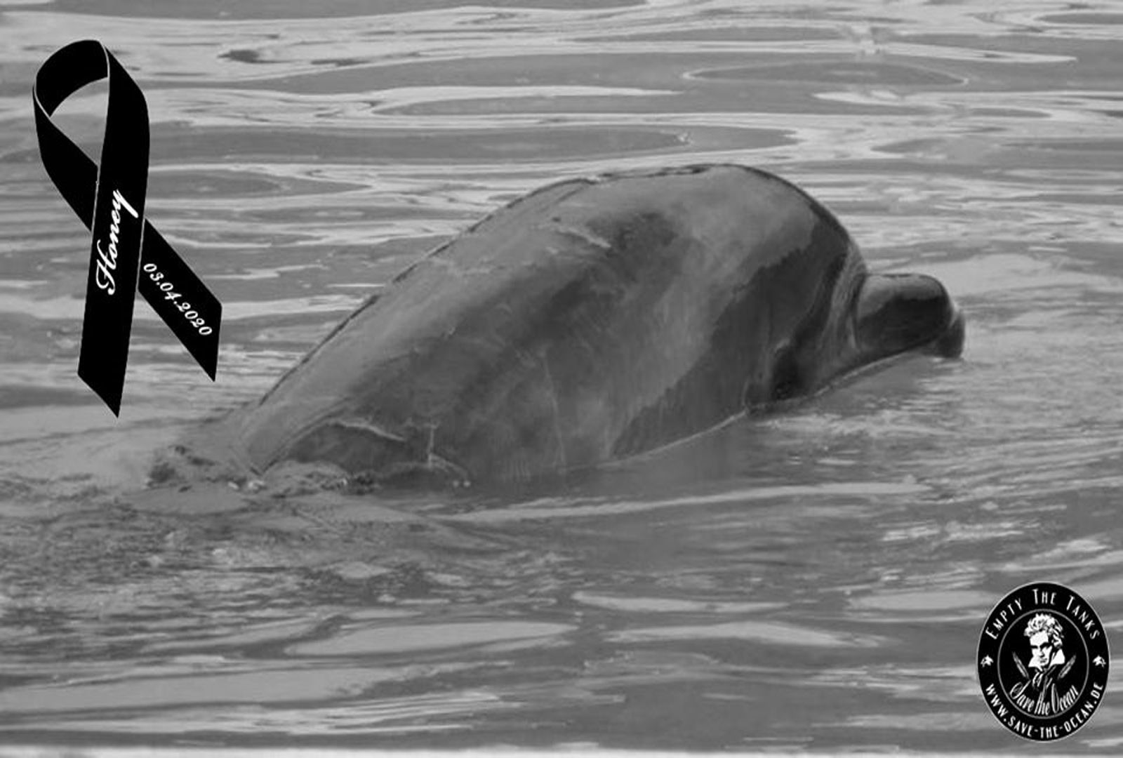 Save the Ocean, Jörn Kriebel, Wale, Orca, Beluga, Delfine, Delfinarium, Wale Gefangenschaft, Orca Gefangenschaft, Delfine Gefangenschaft, Empty The Tanks, Japan Taiji, Blackfish, Delfin Honey