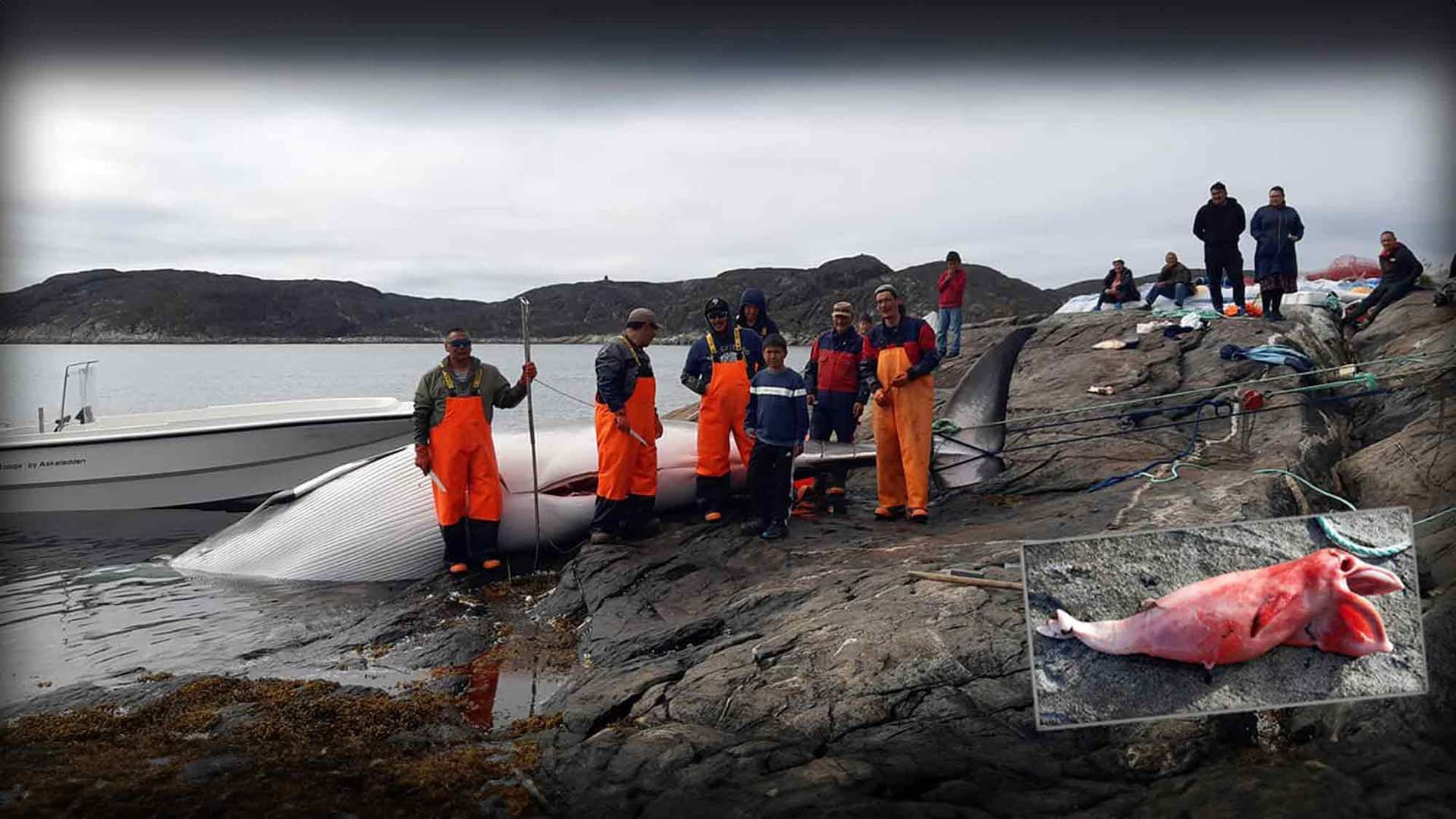 Save the Ocean, Jörn Kriebel, Save the Ocean, Faröer Inseln, Grind Wale Delfine, Delfine, Orca Wal, Beluga Wal, Blut, Abschaltungen, Mord, Dänemark, Waljagd, Kanada, Grönland, Eisbären, Waljagd Kanada, Waljagd Grönland, Orca, Orcas, Killerwale, Orca Jagt, Beluga Wale Jagt