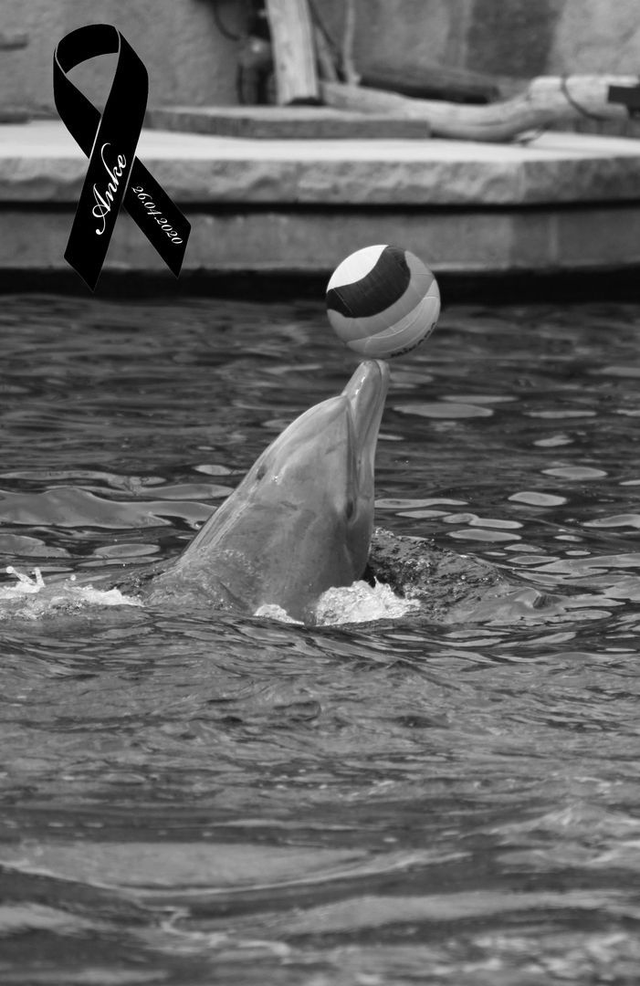 Save the Ocean, Jörn Kriebel, Wale, Orca, Beluga, Delfine, Delfinarium, Wale Gefangenschaft, Orca Gefangenschaft, Delfine Gefangenschaft, Empty The Tanks, Japan Taiji, Blackfish, Tiergarten Nürnberg Anke