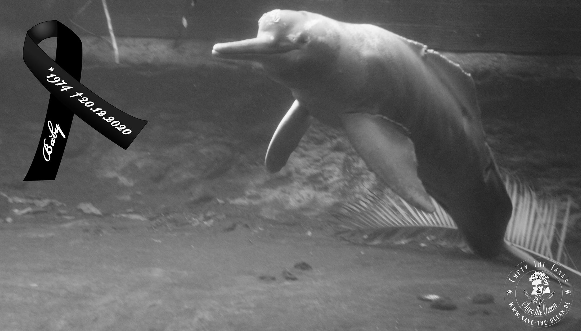 Save the Ocean, Jörn Kriebel, Wale, Orca, Beluga, Delfine, Delfinarium, Wale Gefangenschaft, Orca Gefangenschaft, Delfine Gefangenschaft, Empty The Tanks, Project, Ric Obarry, Blackfish, Duisburg Zoo, Duisburg Delfinarium Baby,