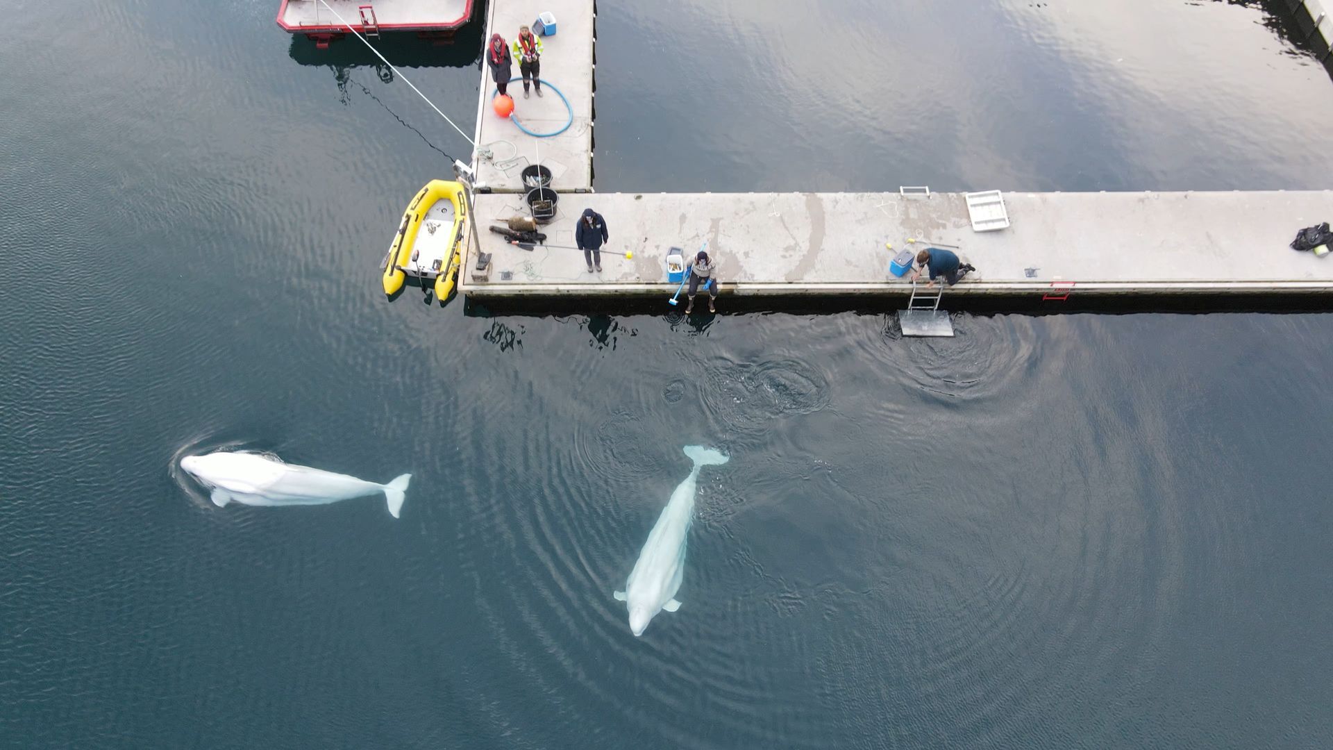 Save the Ocean, Jörn Kriebel, Wale, Orca, Beluga, Delfine, Delfinarium, Gefangenschaft, Wale Gefangenschaft, Orca Gefangenschaft, Delfine Gefangenschaft, Empty The Tanks, Dolphin Project, Ric Obarry, Blackfish, Captivity Whales & Dolphins, Sea Life Trust