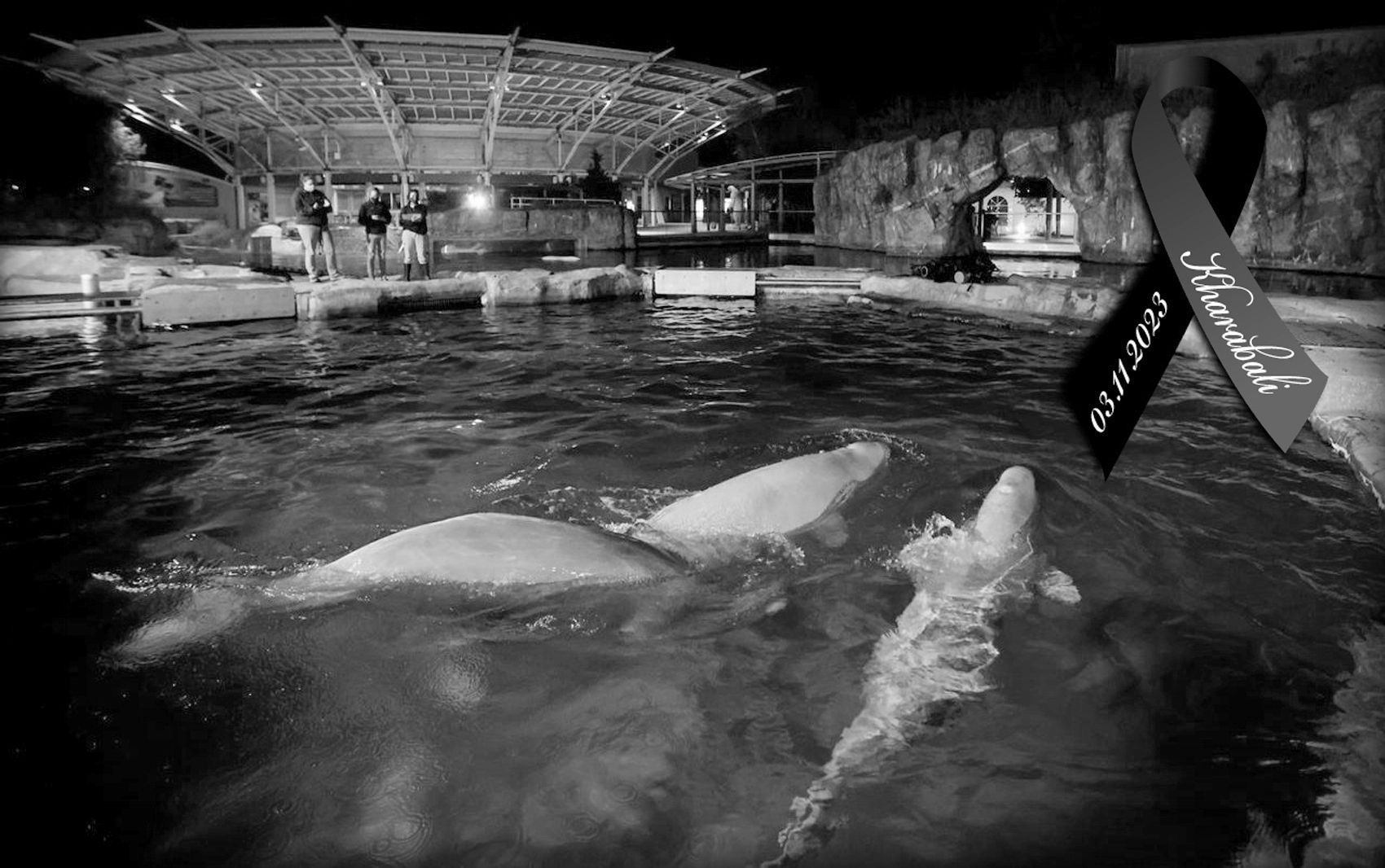 Save the Ocean, Jörn Kriebel, Wal, Orca, Beluga, Delfine, Delfinarium, Gefangenschaft, Wale Gefangenschaft, Empty The Tanks, Dolphin Project, Ric Obarry, Blackfish, Captivity Whales & Dolphins,  Beluga Kharabali