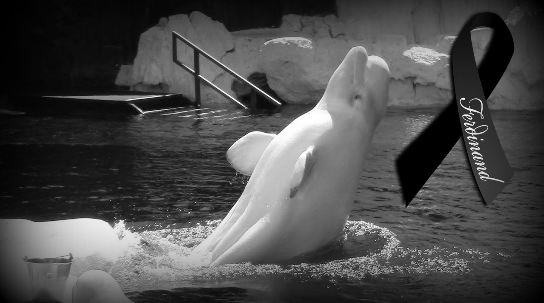 Save the Ocean, Jörn Kriebel, Wal, Orca, Beluga, Delfine, Delfinarium, Gefangenschaft, Wale Gefangenschaft, Empty The Tanks, Dolphin Project, Ric Obarry, Blackfish, Captivity Whales & Dolphins, Beluga Ferdinand