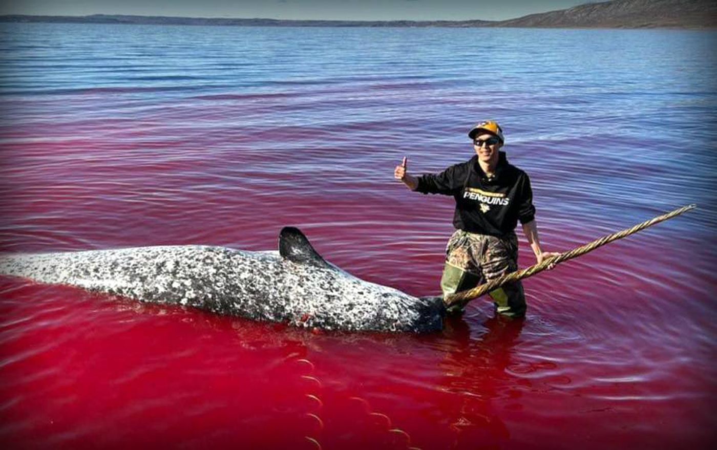 Save the Ocean, Jörn Kriebel, Save the Ocean, Faröer Inseln, Grind Wale Delfine, Delfine, Orca Wal, Beluga Wal, Blut, Abschaltungen, Mord, Dänemark, Waljagd, Kanada, Grönland, Eisbären, Waljagd Kanada, Waljagd Grönland, Orca, Orcas, Killerwale, Orca Jagt, Beluga Wale Jagt