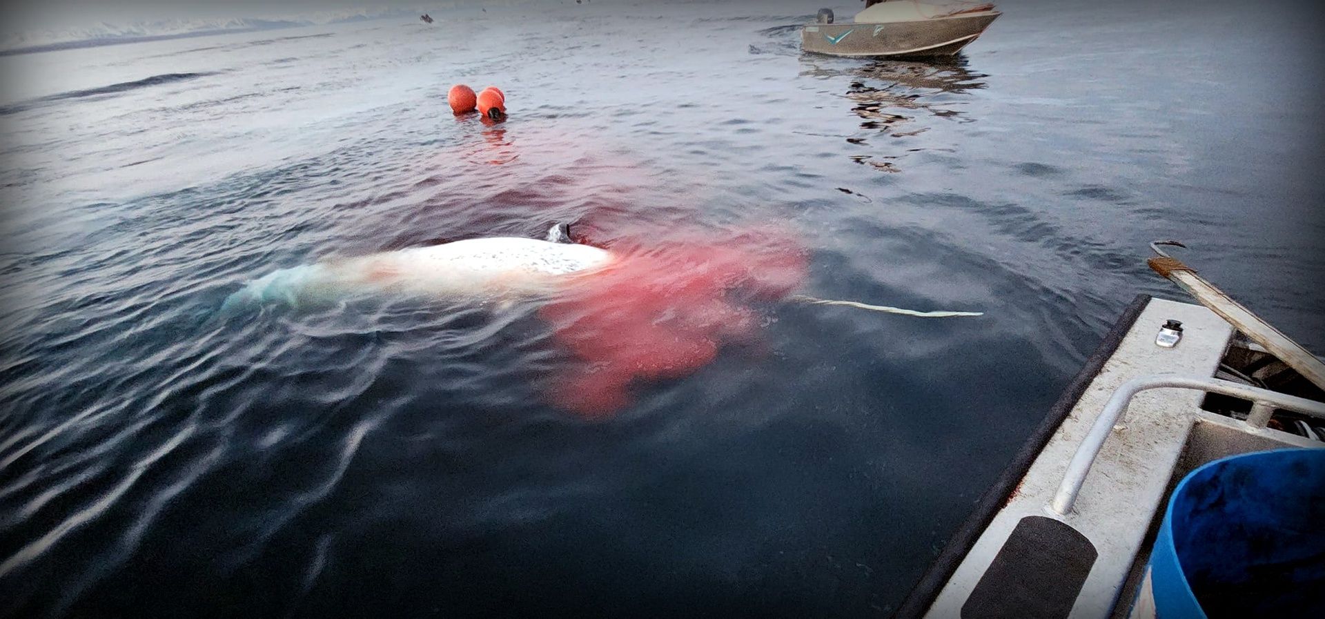 Save the Ocean, Jörn Kriebel, Save the Ocean, Faröer Inseln, Grind Wale Delfine, Delfine, Orca Wal, Beluga Wal, Blut, Abschaltungen, Mord, Dänemark, Waljagd, Kanada, Grönland, Eisbären, Waljagd Kanada, Waljagd Grönland, Orca, Orcas, Killerwale, Orca Jagt, Beluga Wale Jagt