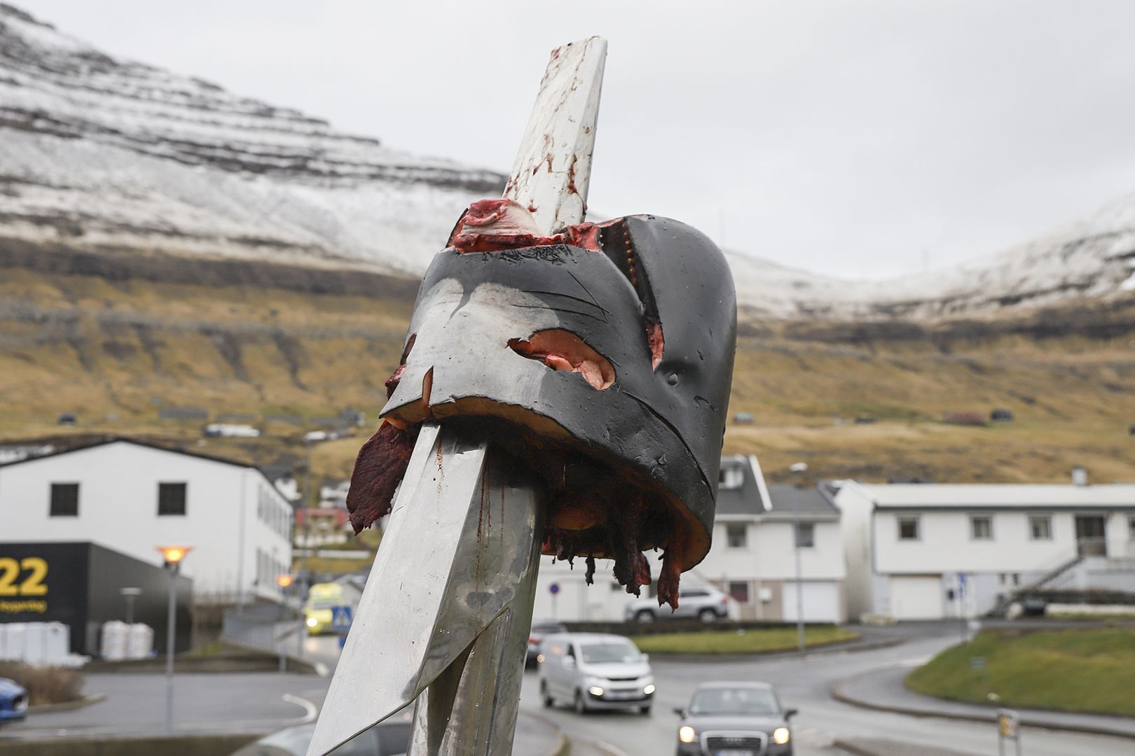 Save the Ocean, Jörn Kriebel, Save the Ocean, Färöer Inseln, Grind Wale Delfine, Delfine, Orca Wal, Beluga Wal, Blut, Abschaltungen, Mord, Dänemark, Sea Shepherd