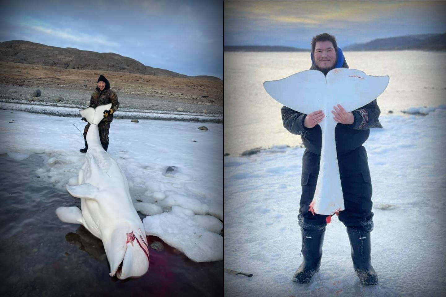 Save the Ocean, Jörn Kriebel, Save the Ocean, Faröer Inseln, Grind Wale Delfine, Delfine, Orca Wal, Beluga Wal, Blut, Abschaltungen, Mord, Dänemark, Waljagd, Kanada, Grönland, Eisbären, Waljagd Kanada, Waljagd Grönland, Orca, Orcas, Killerwale, Orca Jagt, Beluga Wale Jagt