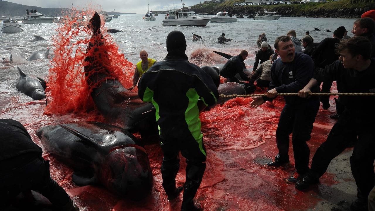 Save the Ocean, Jörn Kriebel, Save the Ocean, Färöer Inseln, Grind Wale Delfine, Delfine, Orca Wal, Beluga Wal, Blut, Abschaltungen, Mord, Dänemark, Sea Shepherd
