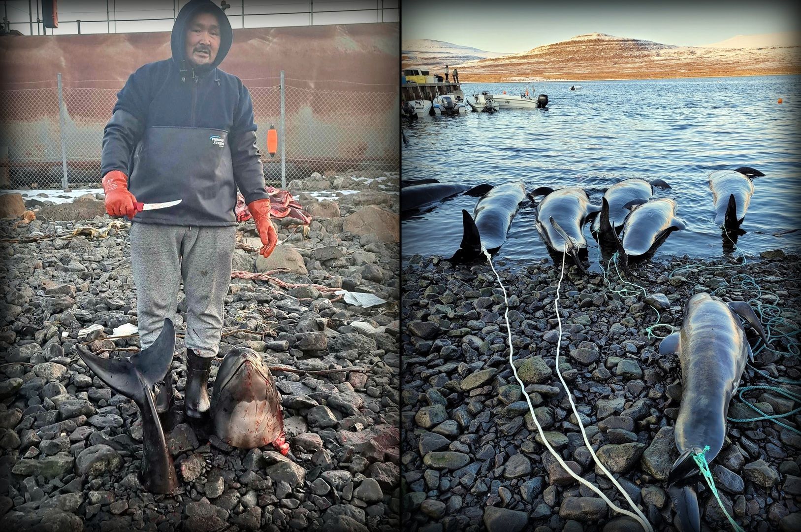 Save the Ocean, Jörn Kriebel, Save the Ocean, Faröer Inseln, Grind Wale Delfine, Delfine, Orca Wal, Beluga Wal, Blut, Abschaltungen, Mord, Dänemark, Waljagd, Kanada, Grönland, Eisbären, Waljagd Kanada, Waljagd Grönland, Orca, Orcas, Killerwale, Orca Jagt, Beluga Wale Jagt